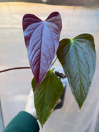 Anthurium 'Bosworth Beauty'