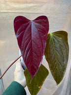 Anthurium 'Bosworth Beauty'