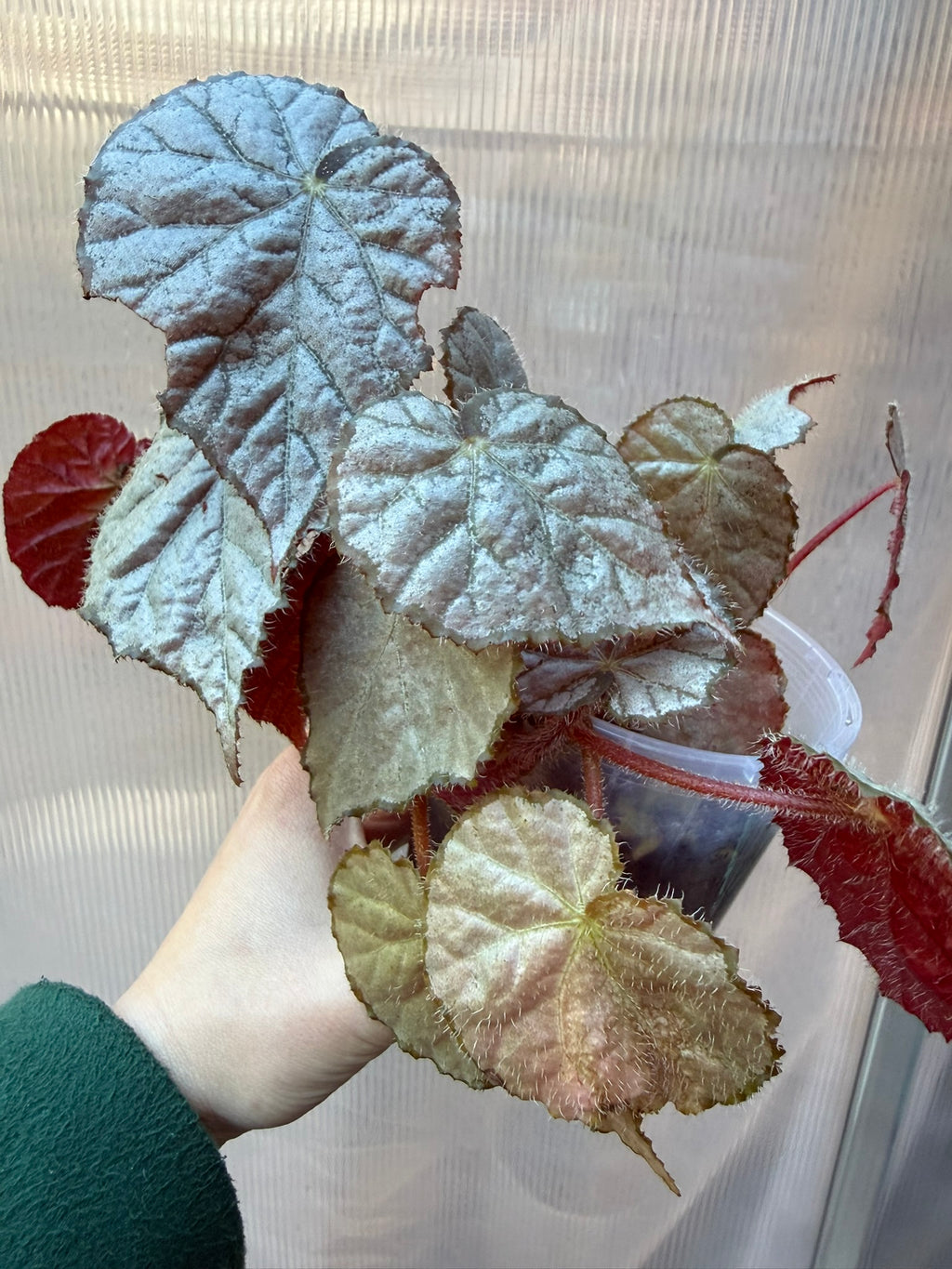 Begonia Sir Percy
