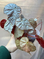 Begonia Sir Percy