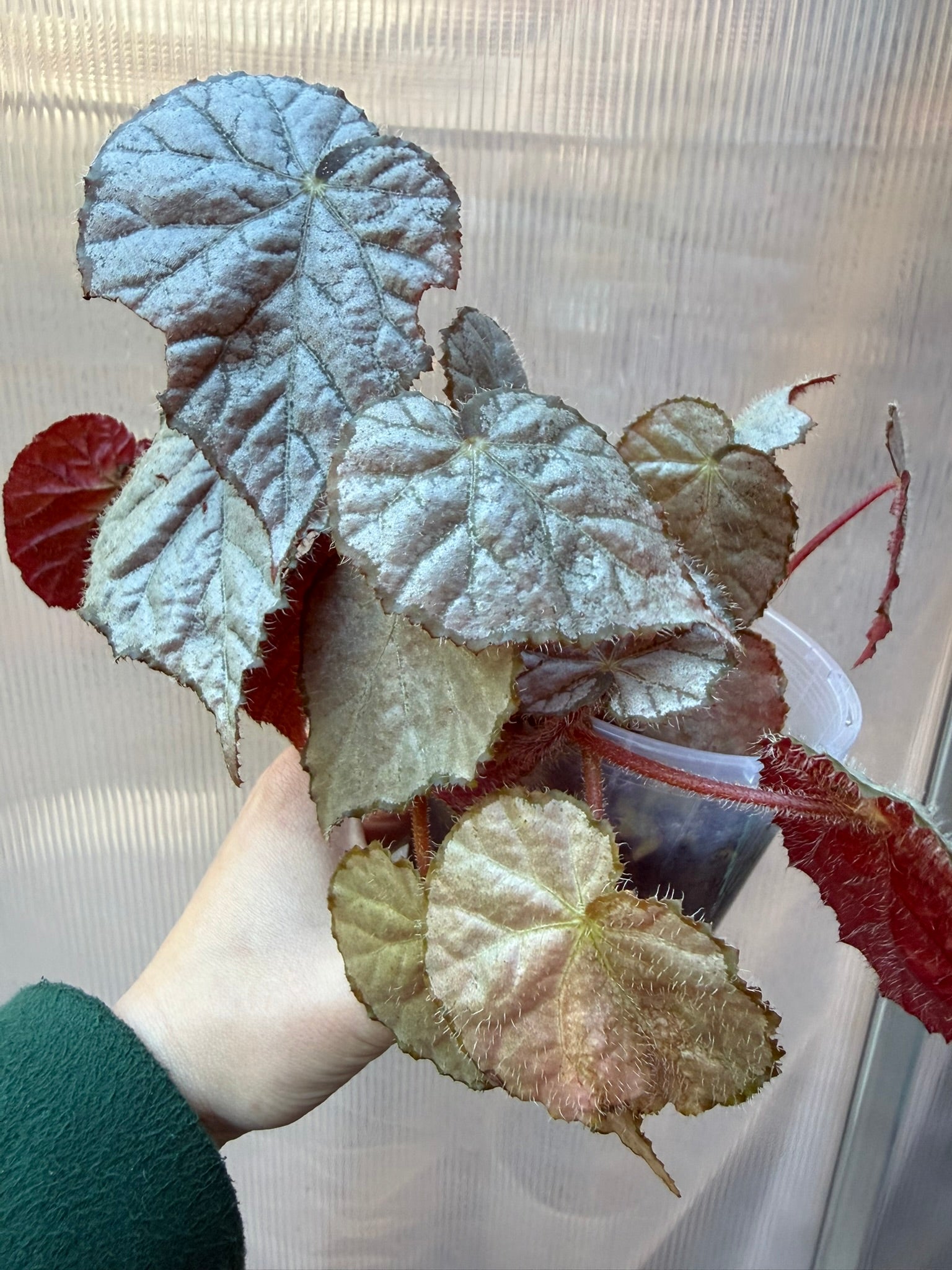 Begonia Sir Percy
