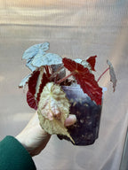 Begonia Sir Percy