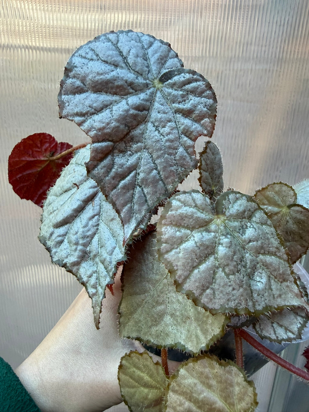 Begonia Sir Percy
