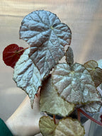 Begonia Sir Percy