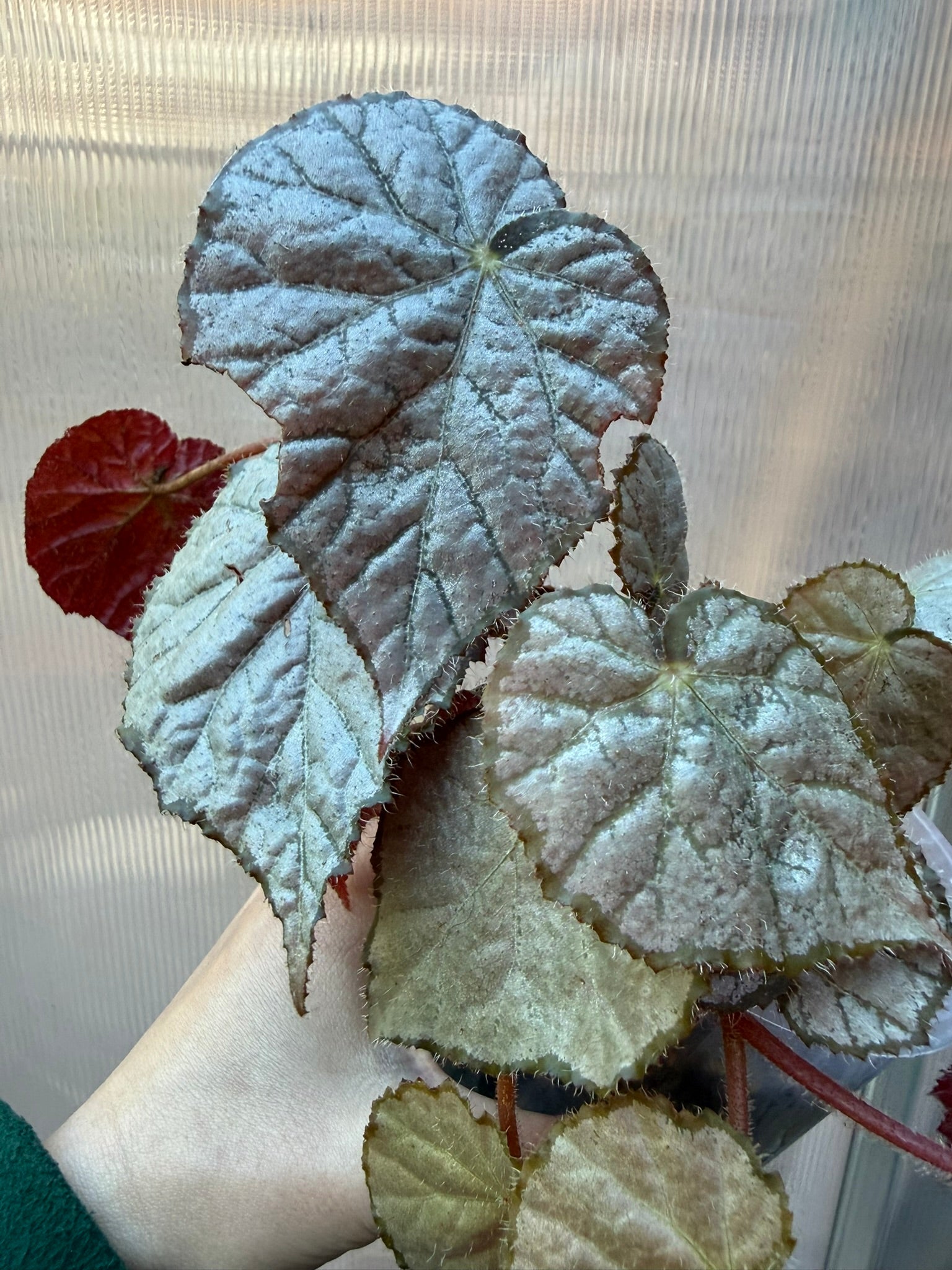 Begonia Sir Percy