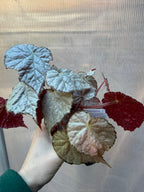 Begonia Sir Percy