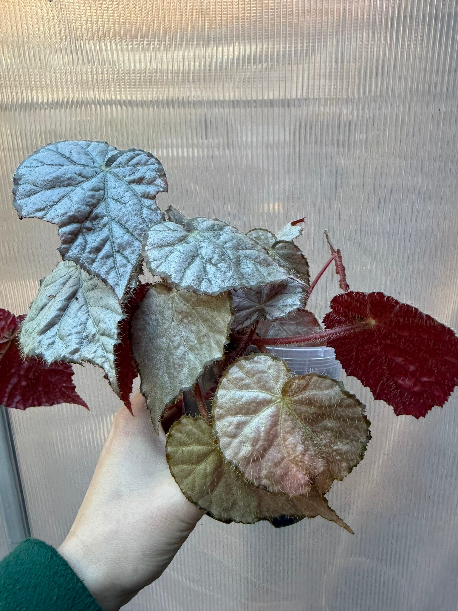 Begonia Sir Percy