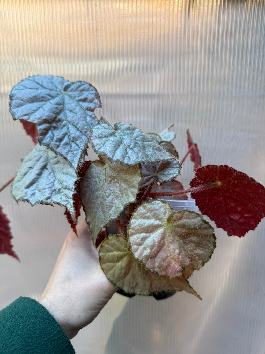 Begonia Sir Percy