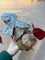 Begonia Sir Percy