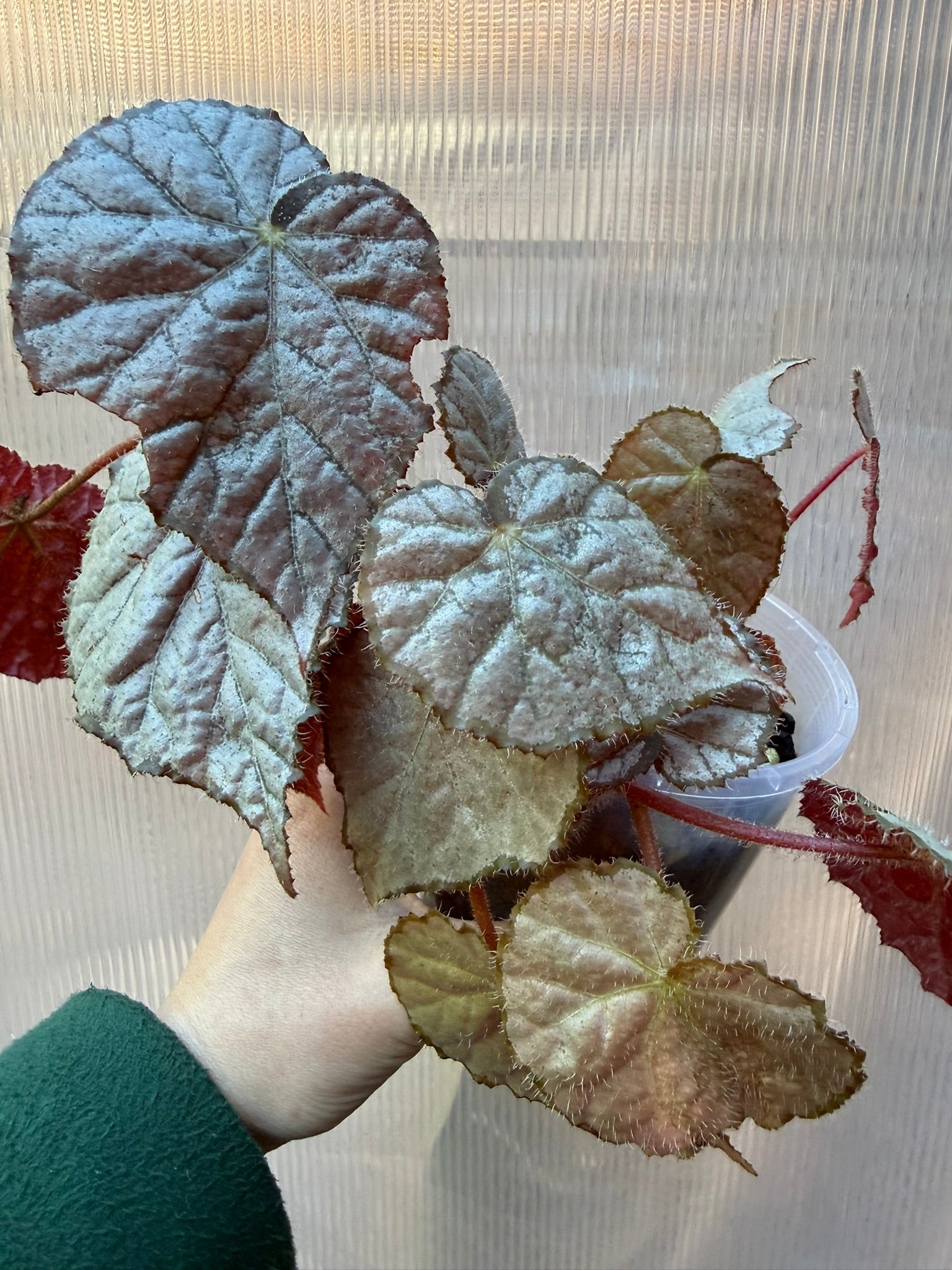 Begonia Sir Percy