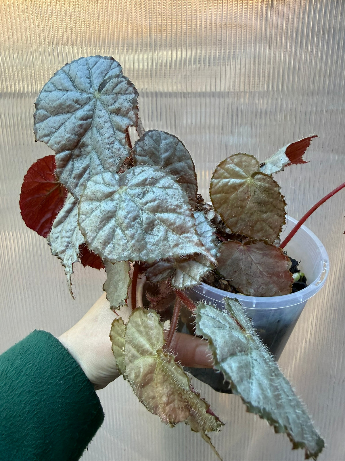 Begonia Sir Percy
