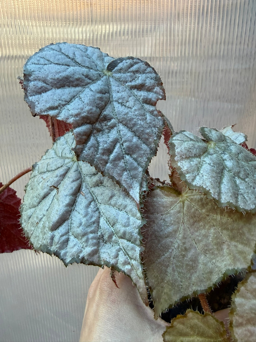 Begonia Sir Percy