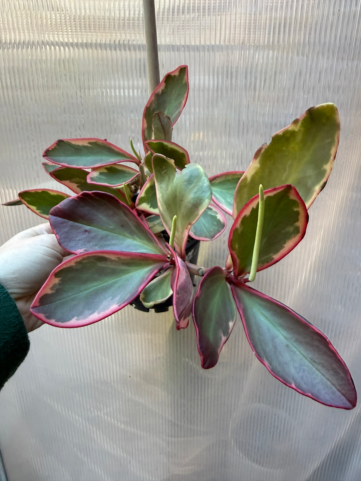 Peperomia Jelly