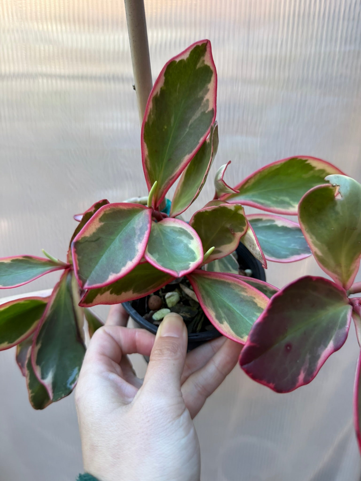 Peperomia Jelly