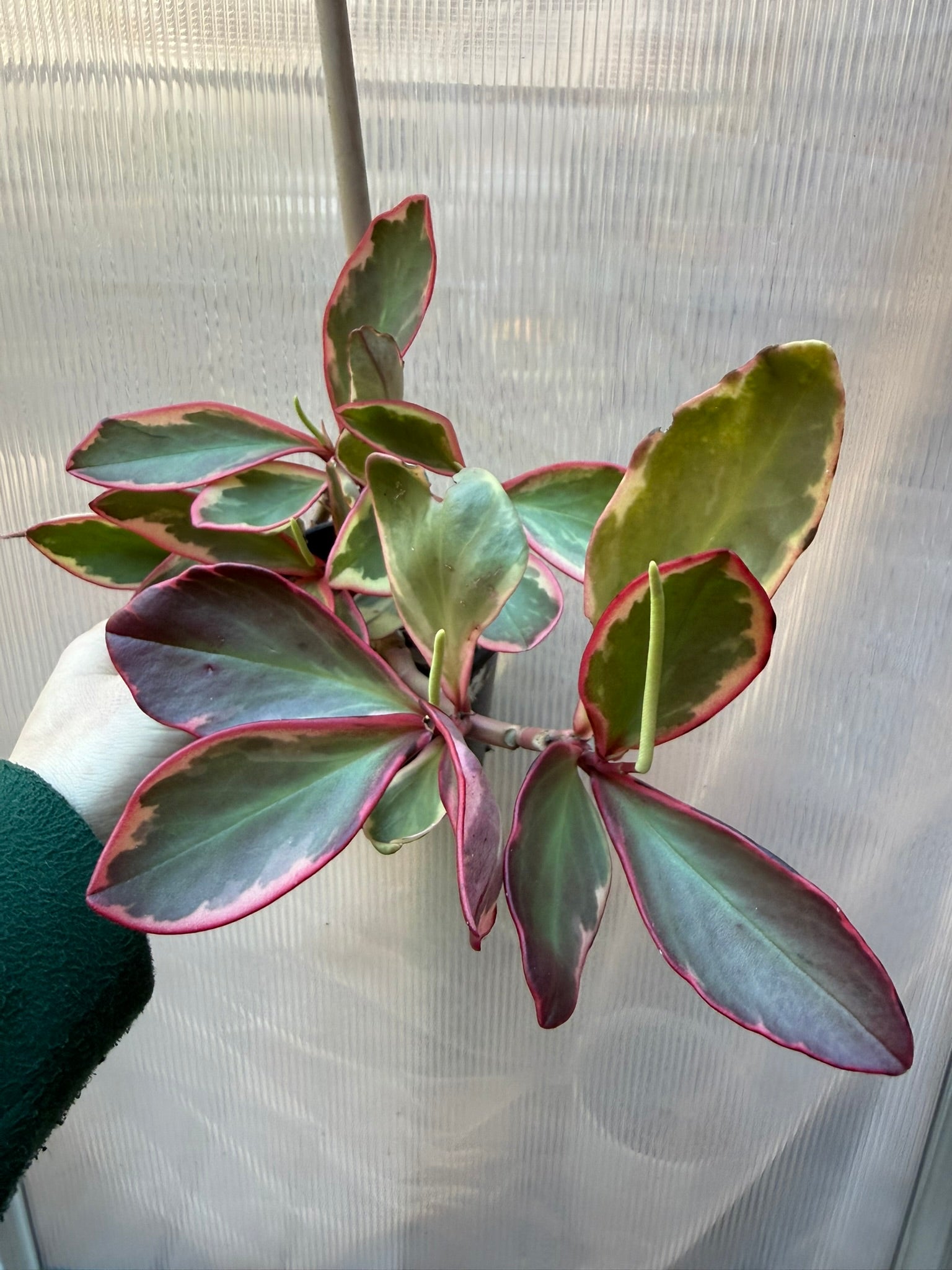 Peperomia Jelly