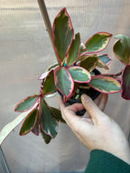 Peperomia Jelly