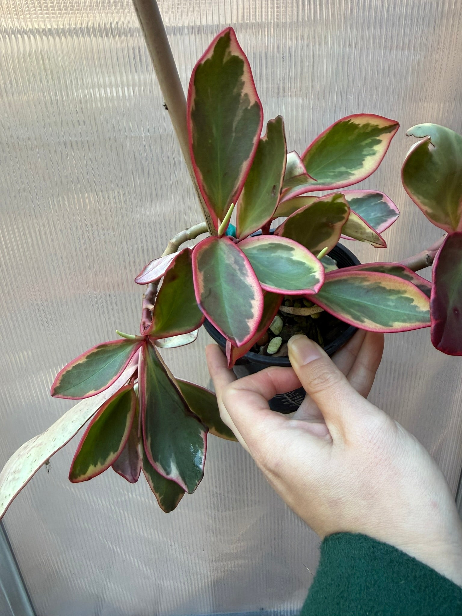 Peperomia Jelly