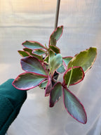 Peperomia Jelly