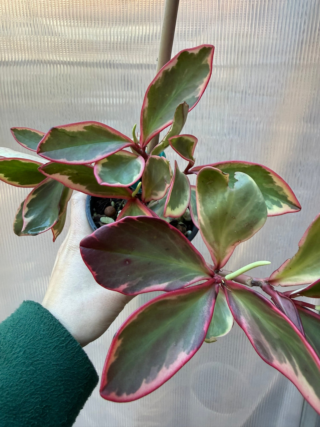 Peperomia Jelly
