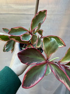 Peperomia Jelly