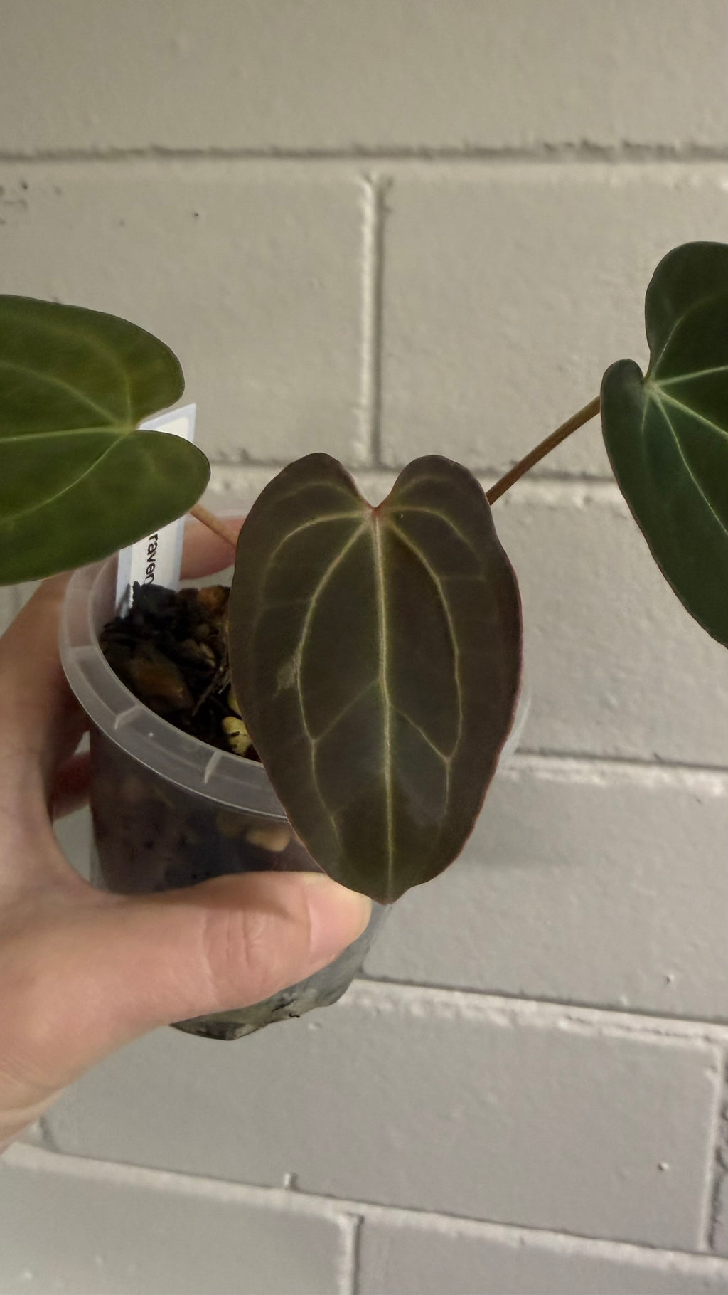 Anthurium 'Mistress Raven'