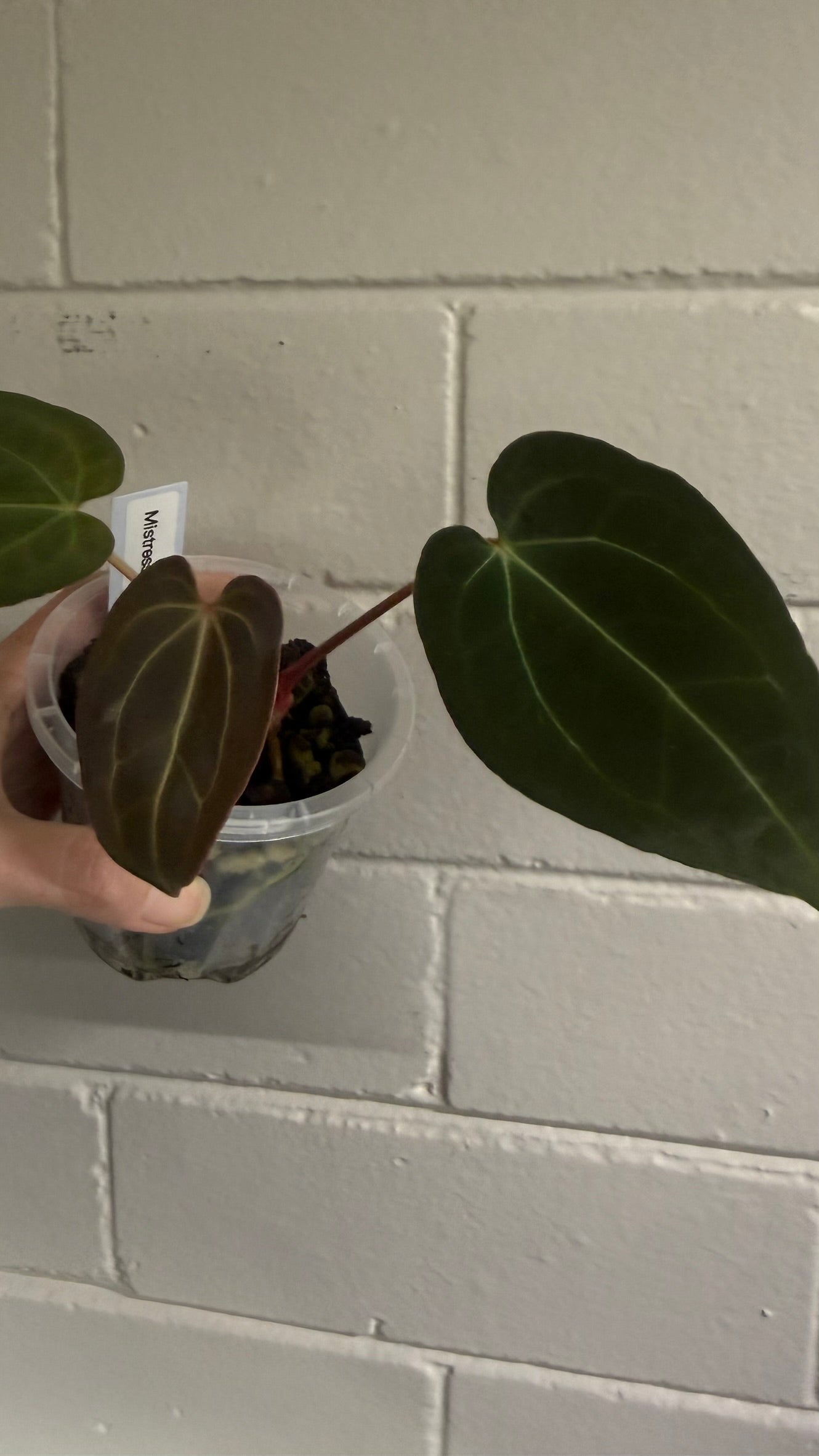 Anthurium 'Mistress Raven'
