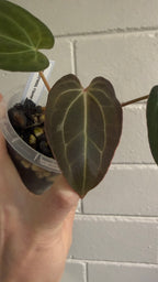 Anthurium 'Mistress Raven'