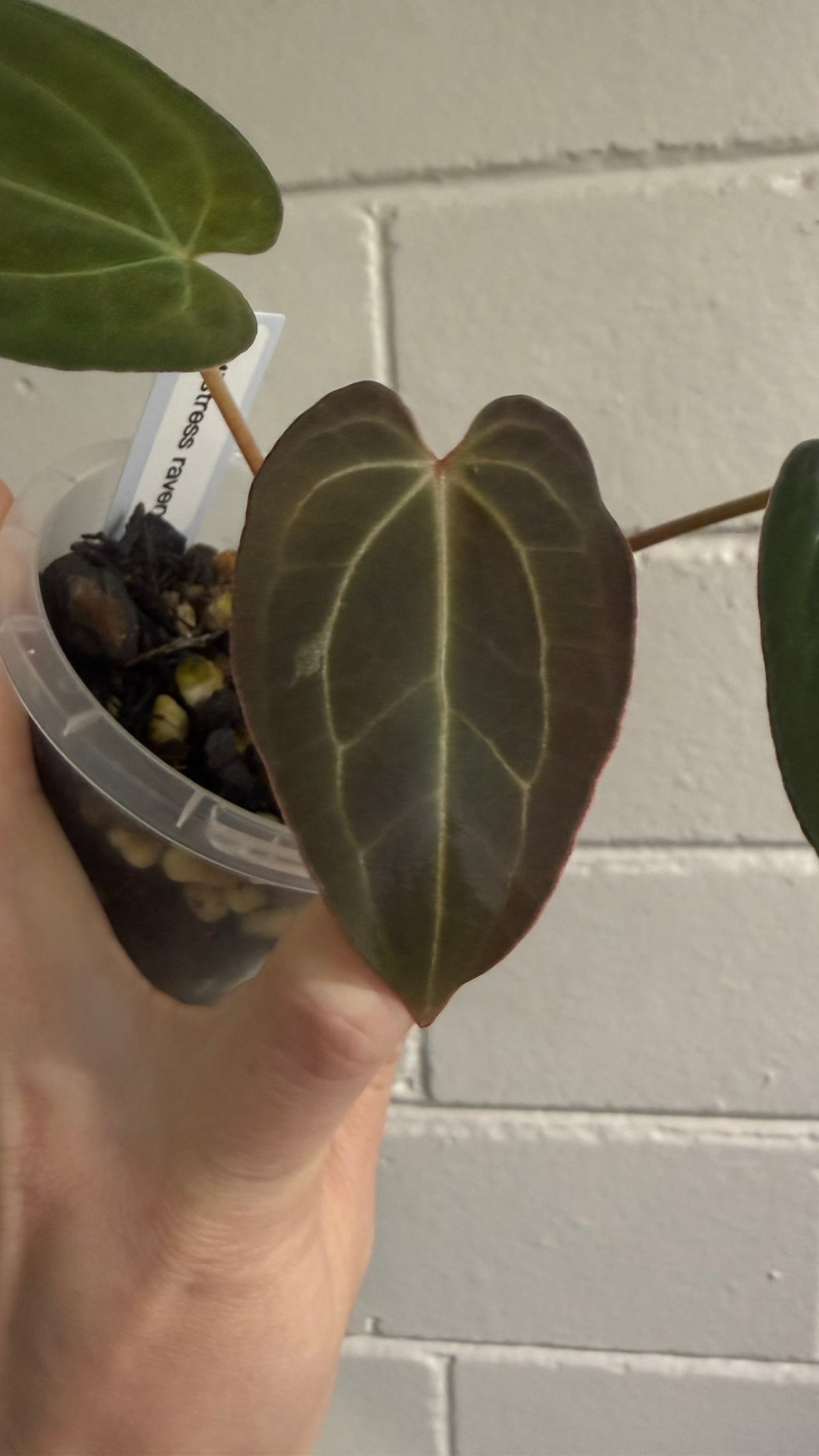 Anthurium 'Mistress Raven'
