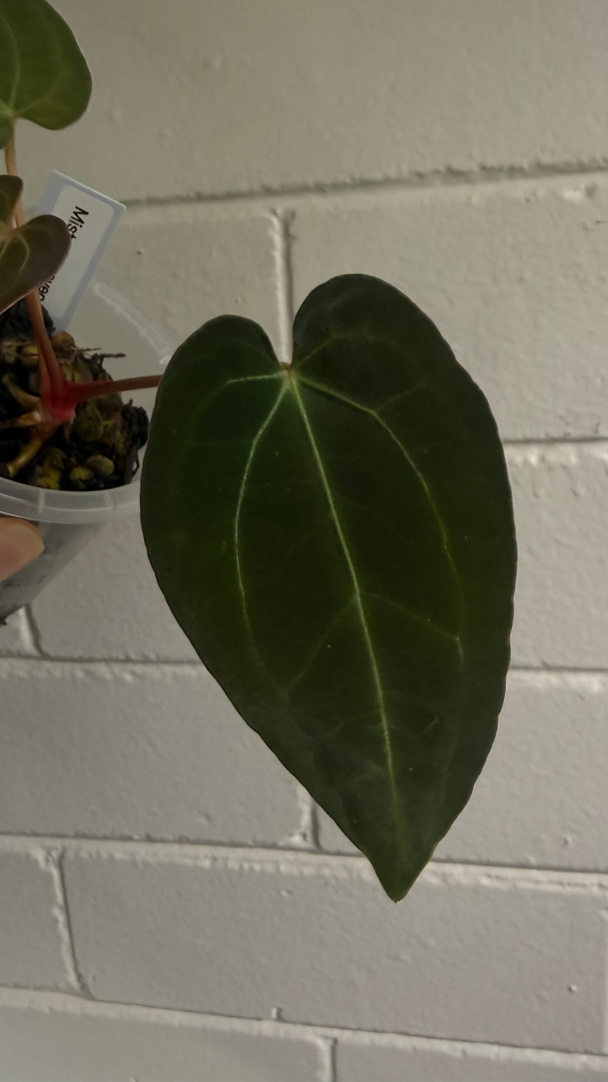 Anthurium 'Mistress Raven'