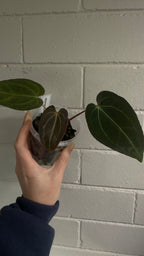 Anthurium 'Mistress Raven'