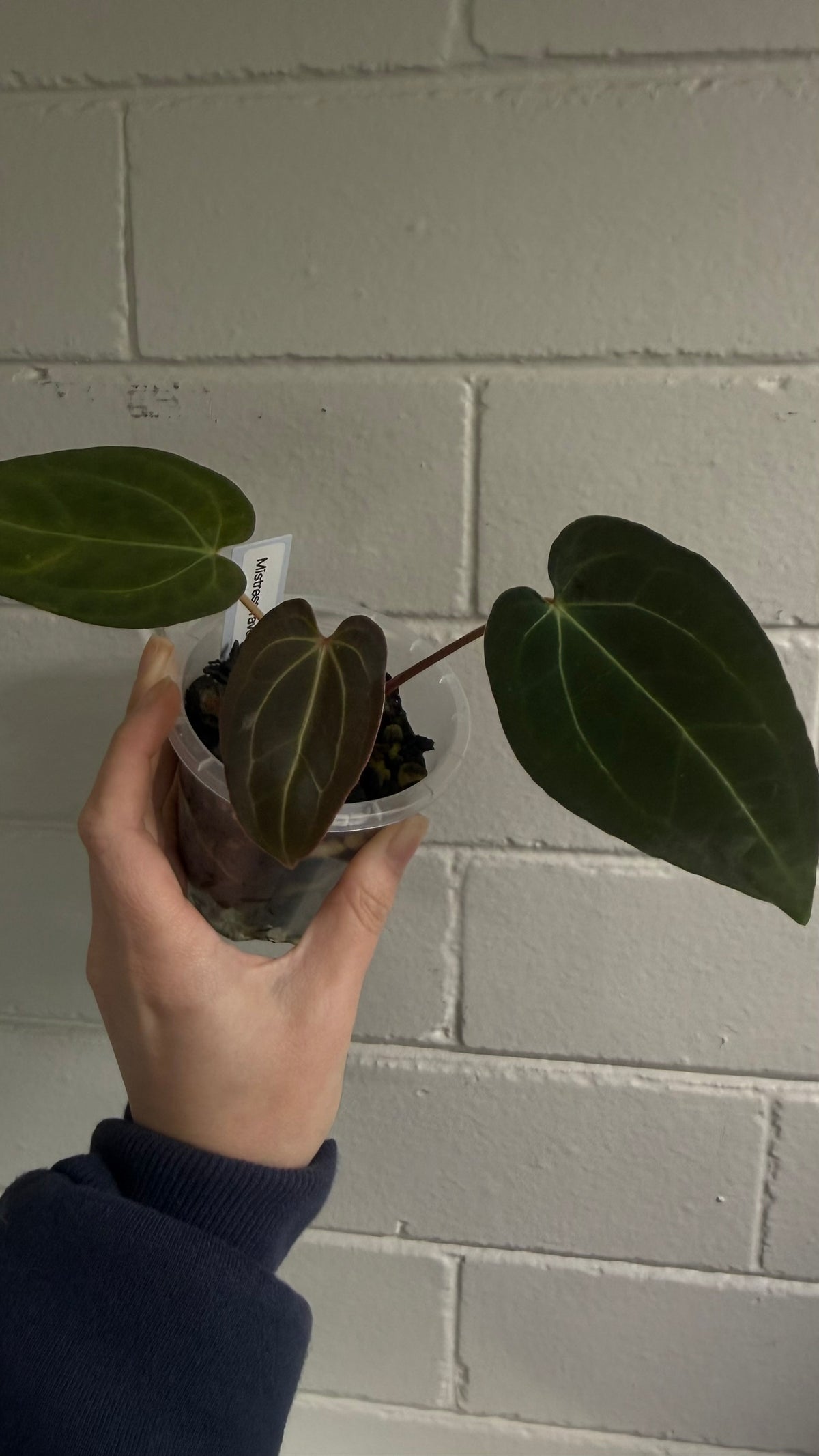 Anthurium 'Mistress Raven'