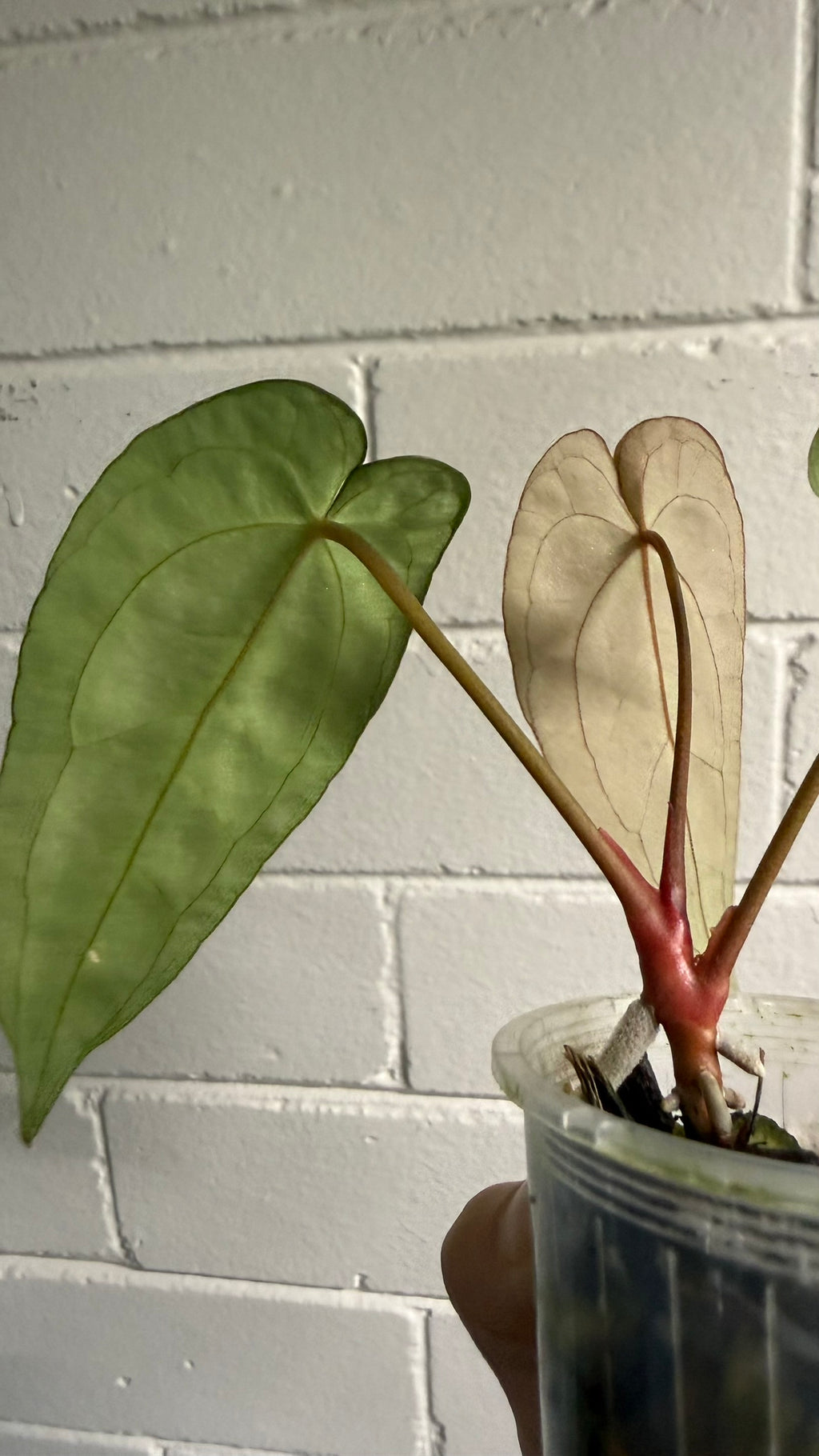 Anthurium 'Cherry Addiction'