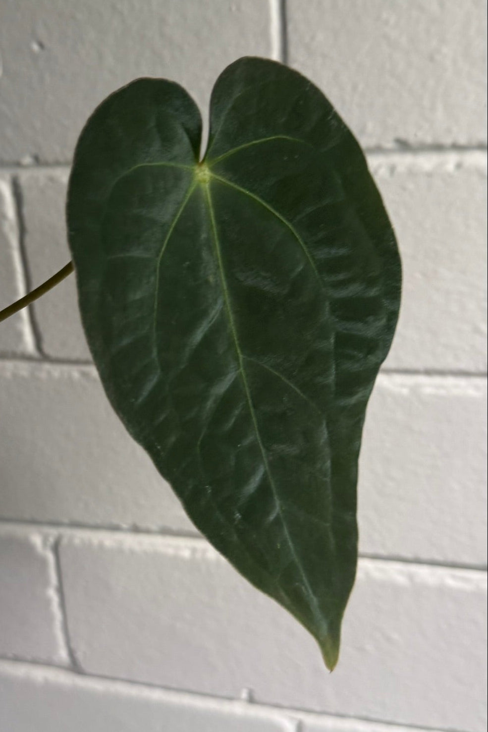Anthurium 'Speedster'