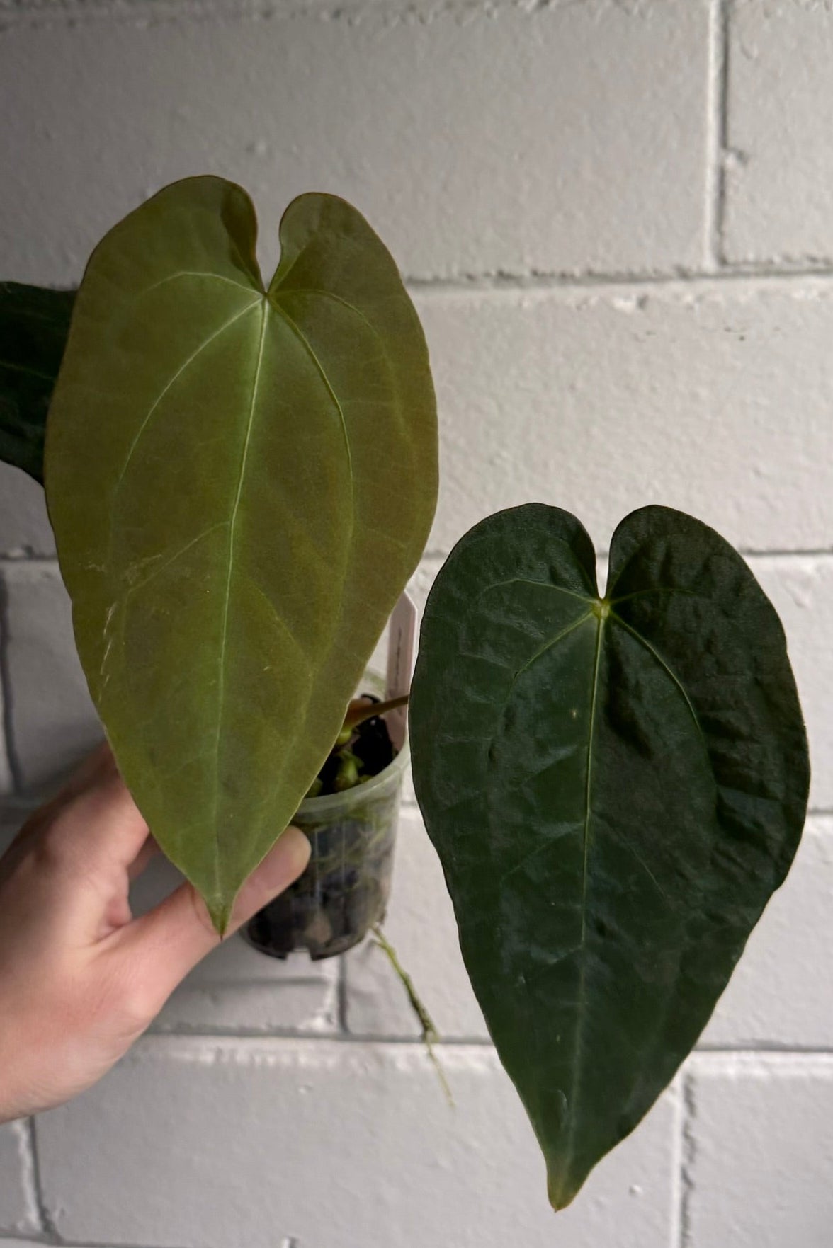 Anthurium 'Speedster'