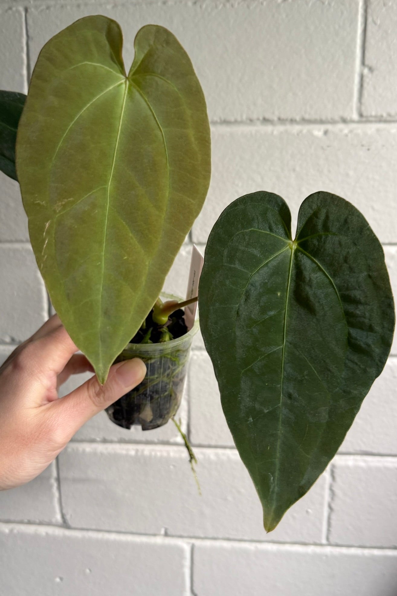 Anthurium 'Speedster'