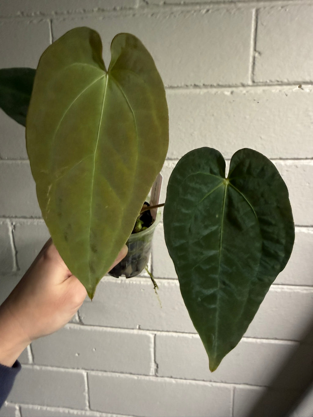 Anthurium 'Speedster'