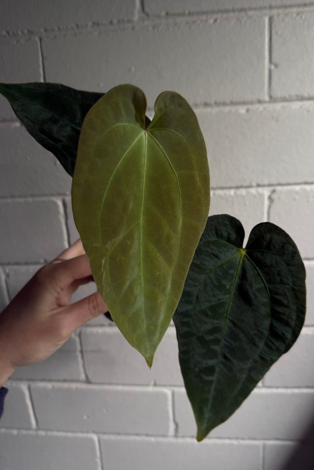 Anthurium 'Speedster'