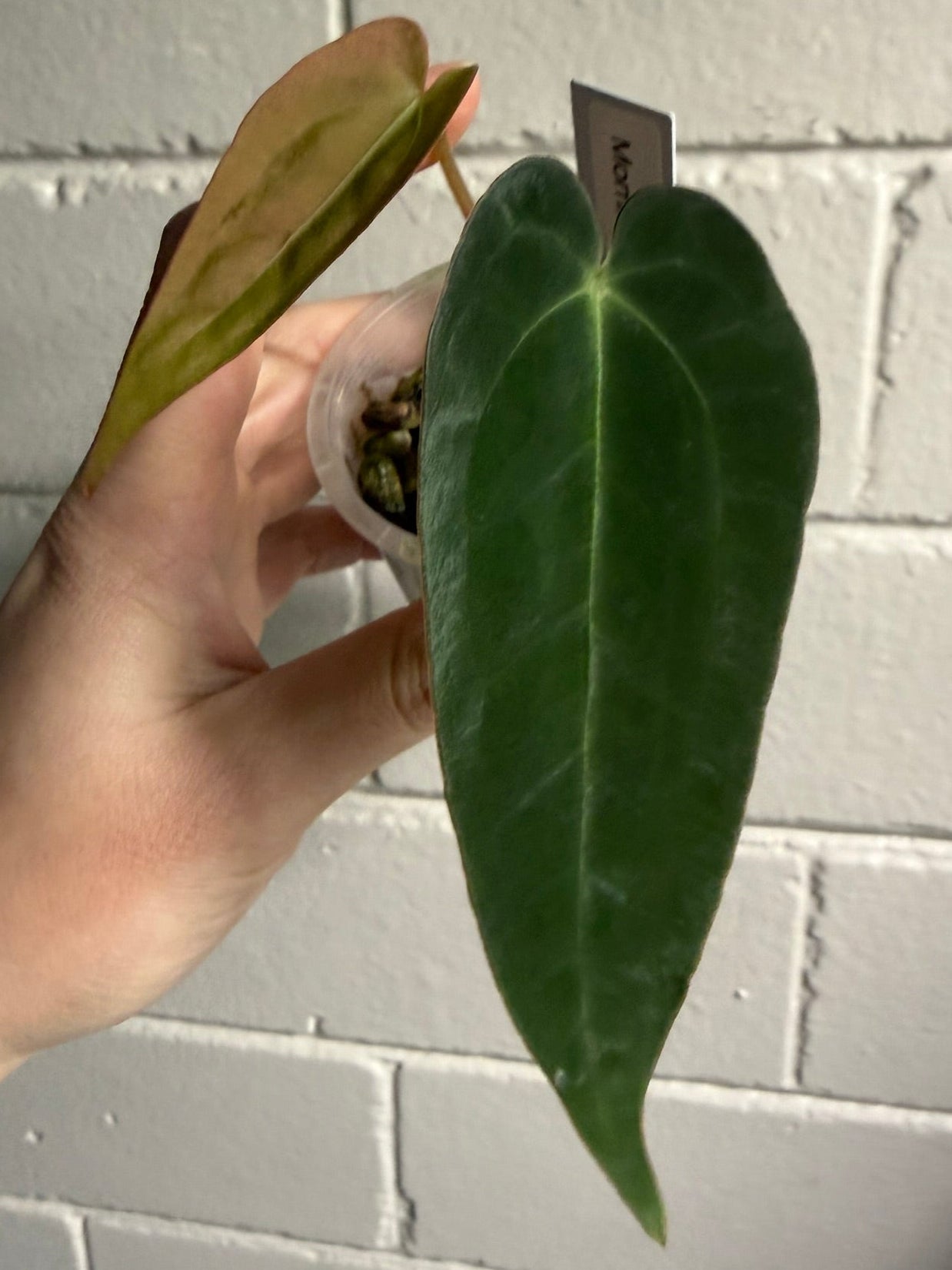 Anthurium 'Moring star'