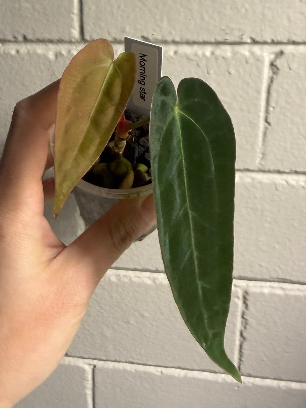 Anthurium 'Moring star'