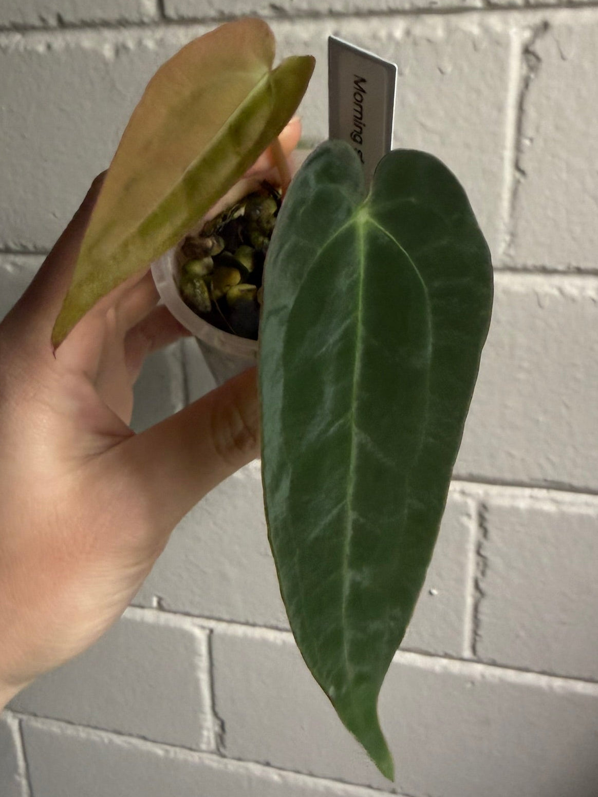 Anthurium 'Moring star'