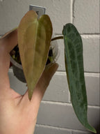 Anthurium 'Moring star'