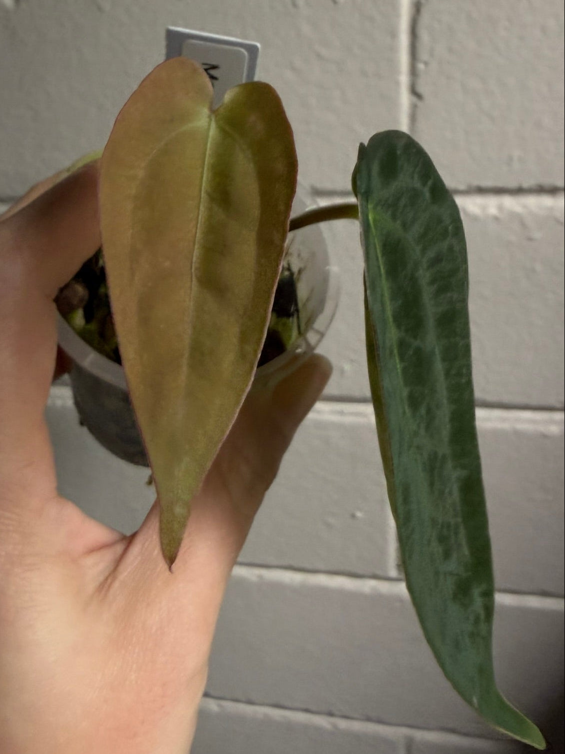Anthurium 'Moring star'