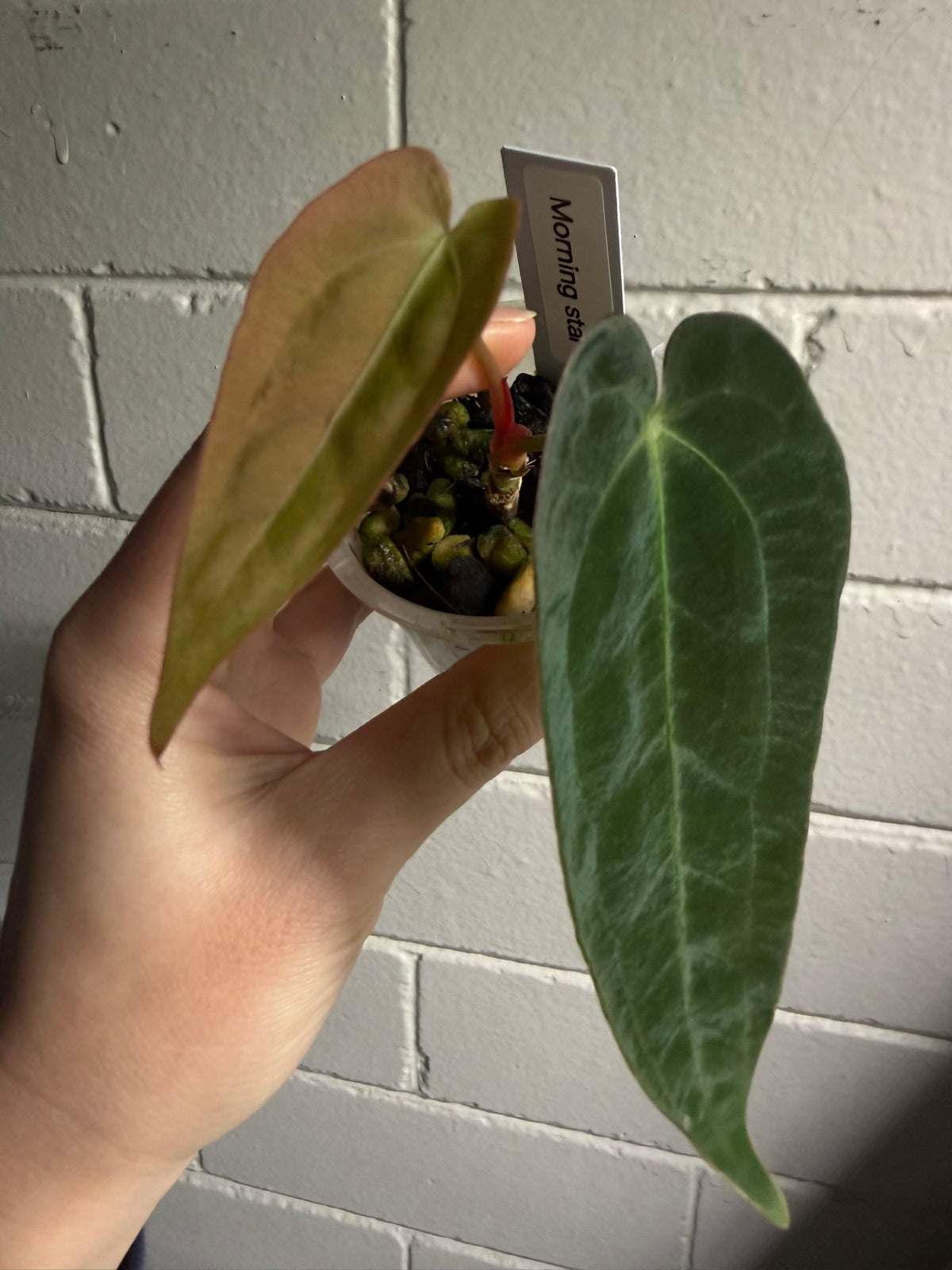 Anthurium 'Moring star'