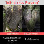 Anthurium 'Mistress Raven'