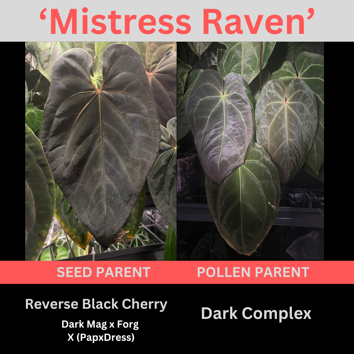 Anthurium 'Mistress Raven'
