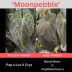 Anthurium 'Moonpebble' | (PapXLuxXCrys) X (Bloodmoon x Papx)