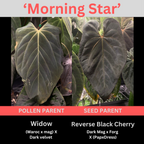 Anthurium 'Morningstar' | Widow X Reverse Cherry