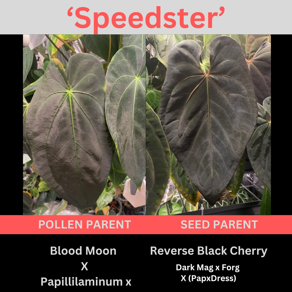 Anthurium 'Speedster' | Hoffxpapx X Reverse Cherry