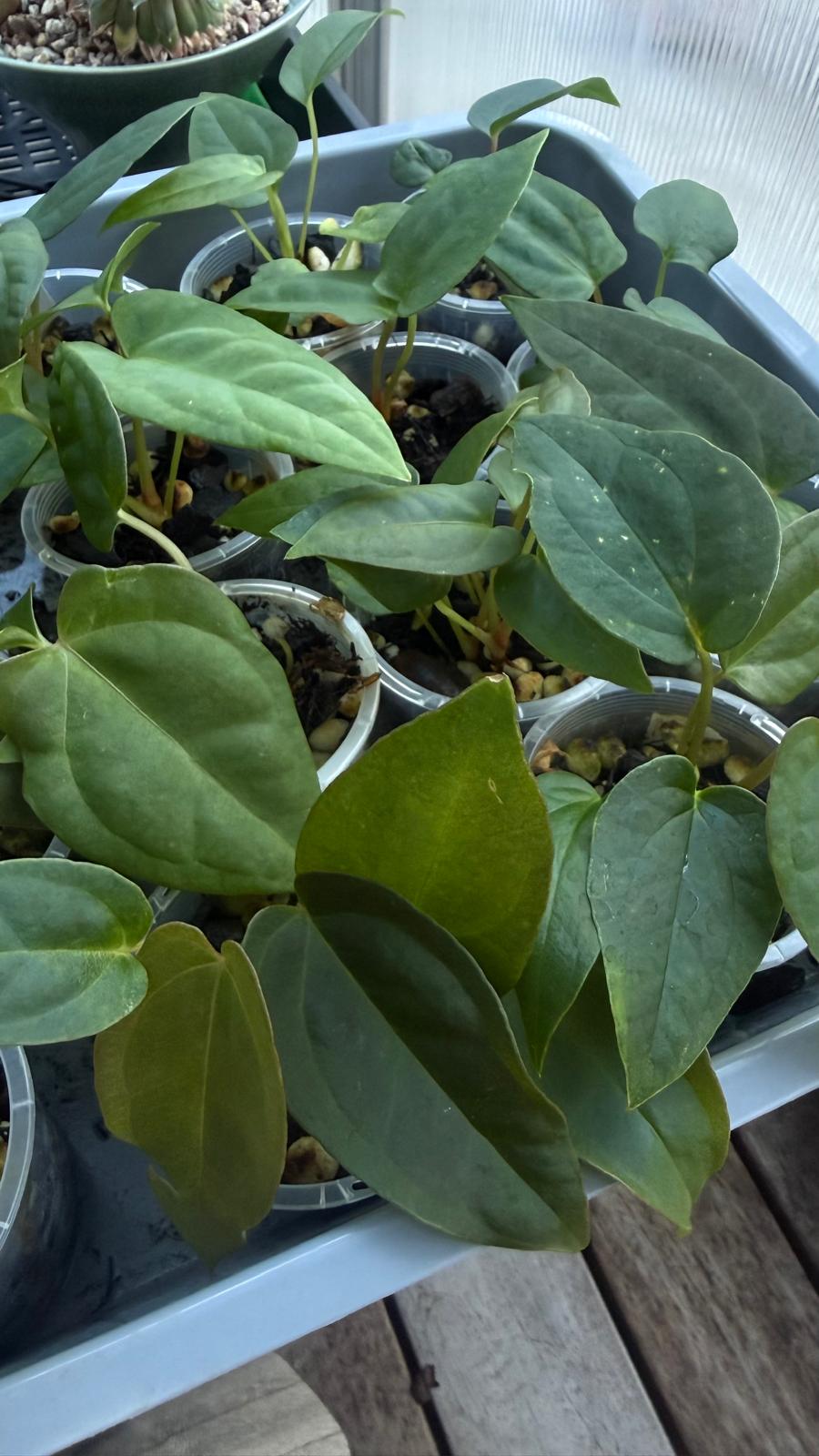 Anthurium Seedling 'Cherry potpie' - Grower's choice