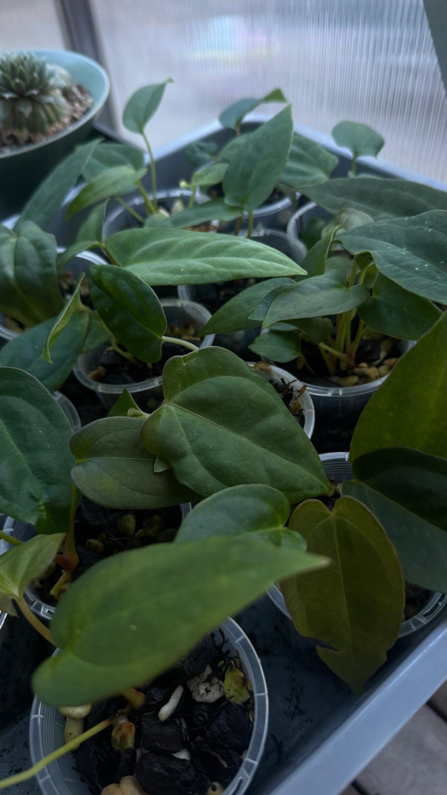 Anthurium Seedling 'Cherry potpie' - Grower's choice